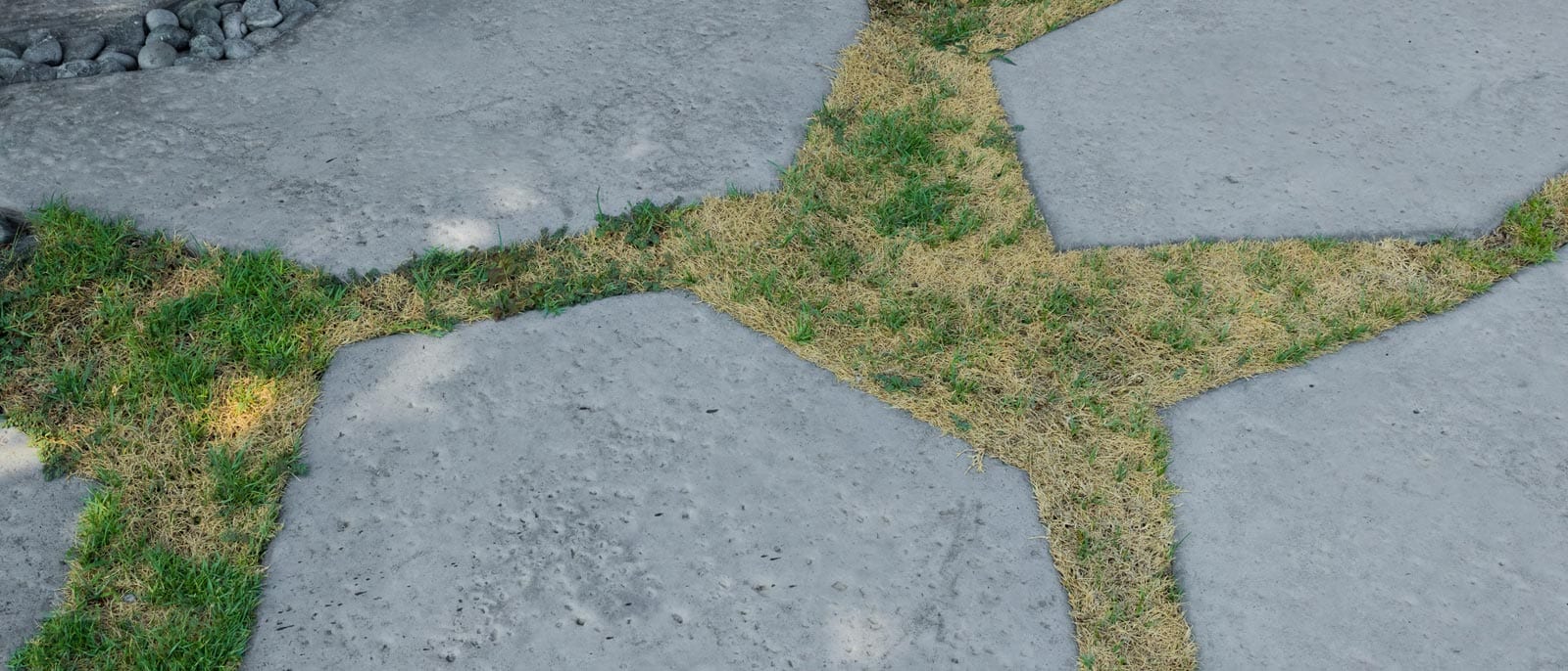 Dead grass issues