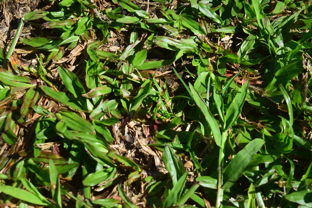 Brown Spots In Lawn
