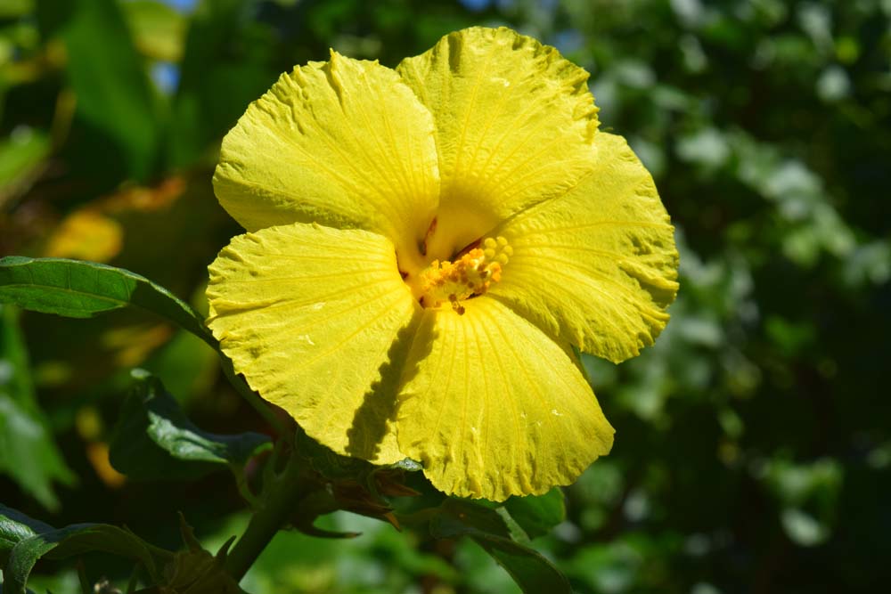 Irrigation for Native Landscaping Plants