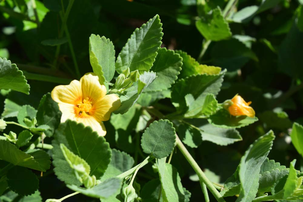 Irrigation for Native Landscaping Plants