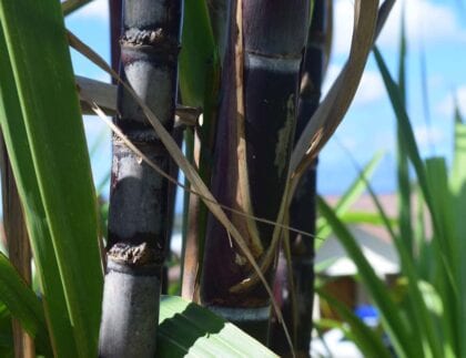 Irrigation For Hawaiian Purple Sugarcane
