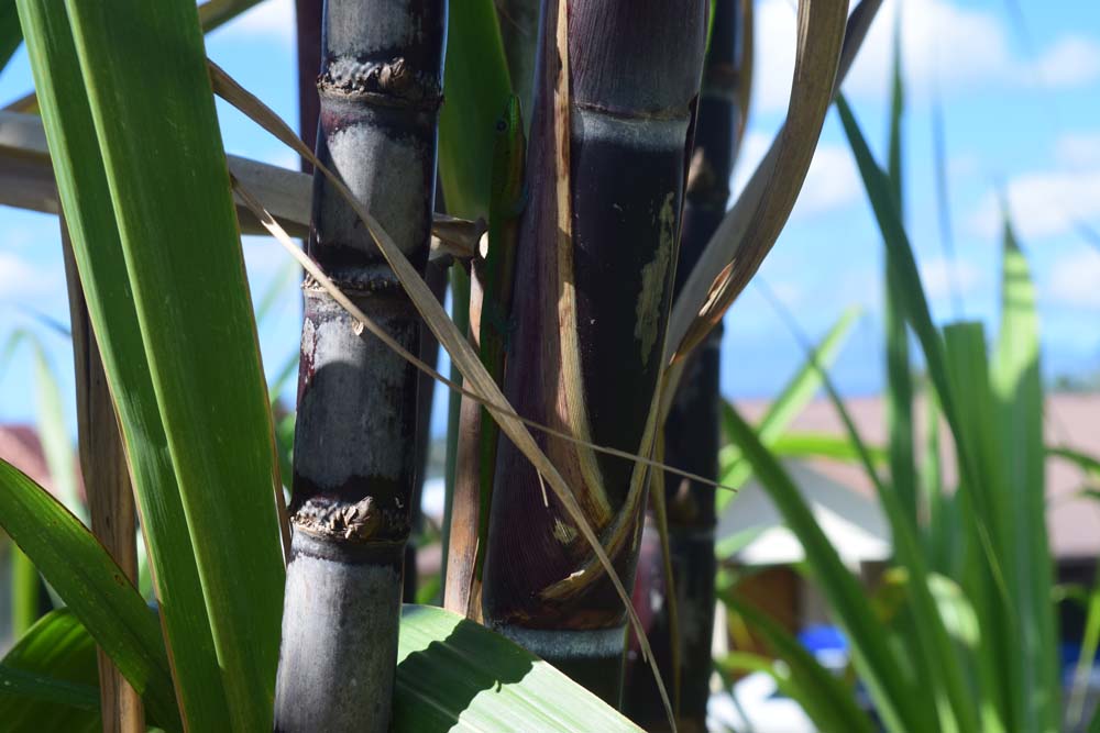 Irrigation For Hawaiian Purple Sugarcane