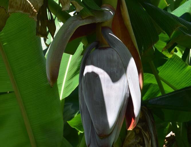 Irrigation for Tropical Fruit