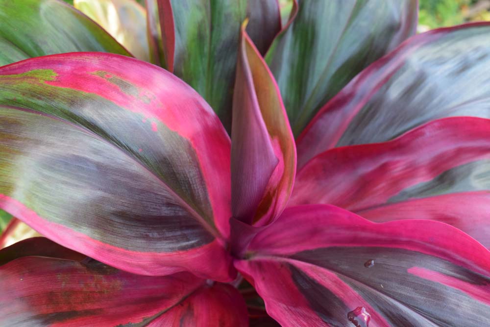 Irrigation for Tropical Landscaping Plants Variegated Ti
