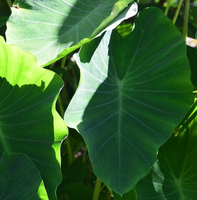 Irrigation for Tropical Landscaping
