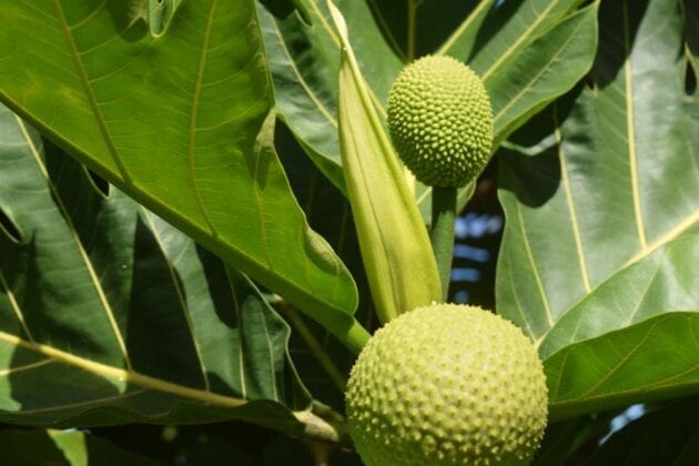 Irrigation For Breadfruit Trees